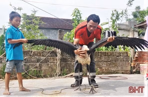 Con chim lạ có cân nặng 3,2kg, sải cánh rộng hơn 2m. Ảnh: Báo Hà Tĩnh.