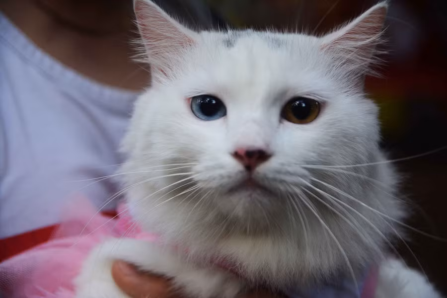 Người Sài Gòn đổ xô đi xem những con mèo nghìn USD - ảnh 22