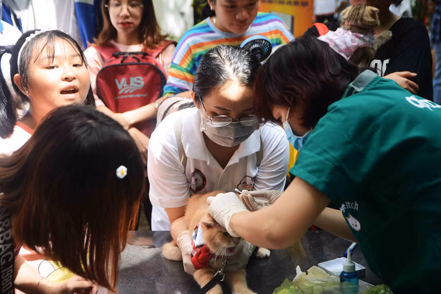 Người Sài Gòn đổ xô đi xem những con mèo nghìn USD - ảnh 16