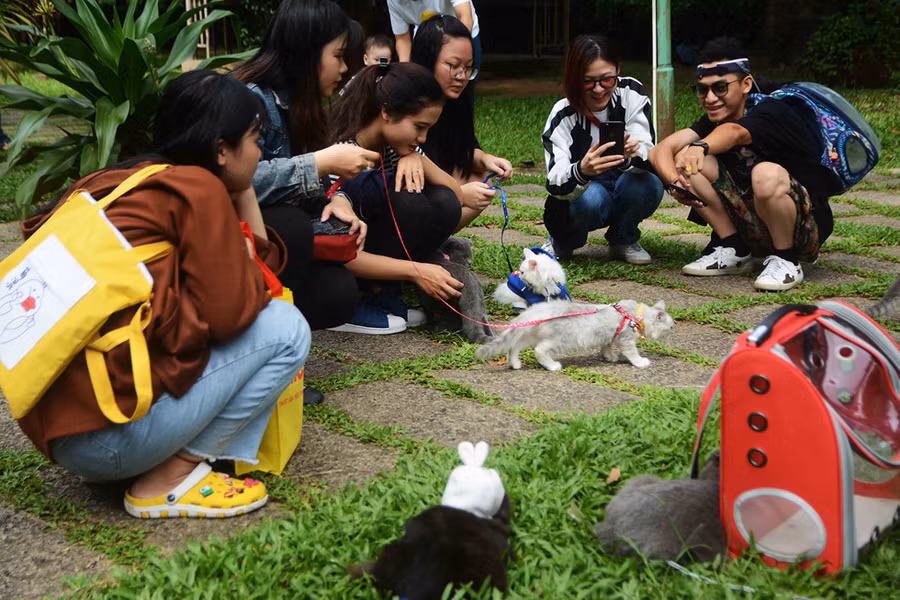 Người Sài Gòn đổ xô đi xem những con mèo nghìn USD - ảnh 1