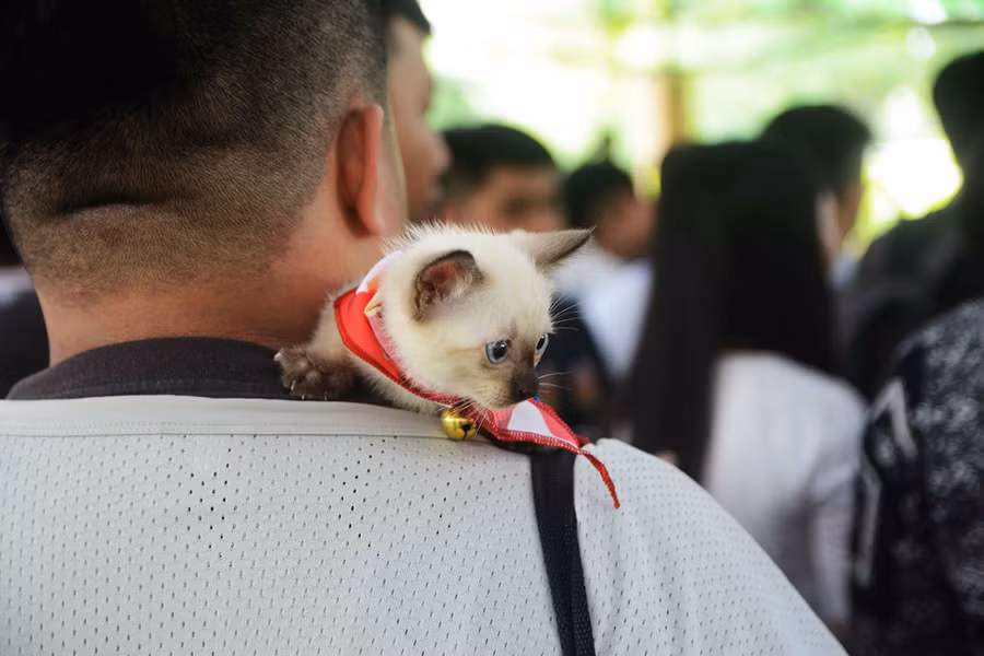Người Sài Gòn đổ xô đi xem những con mèo nghìn USD - ảnh 14