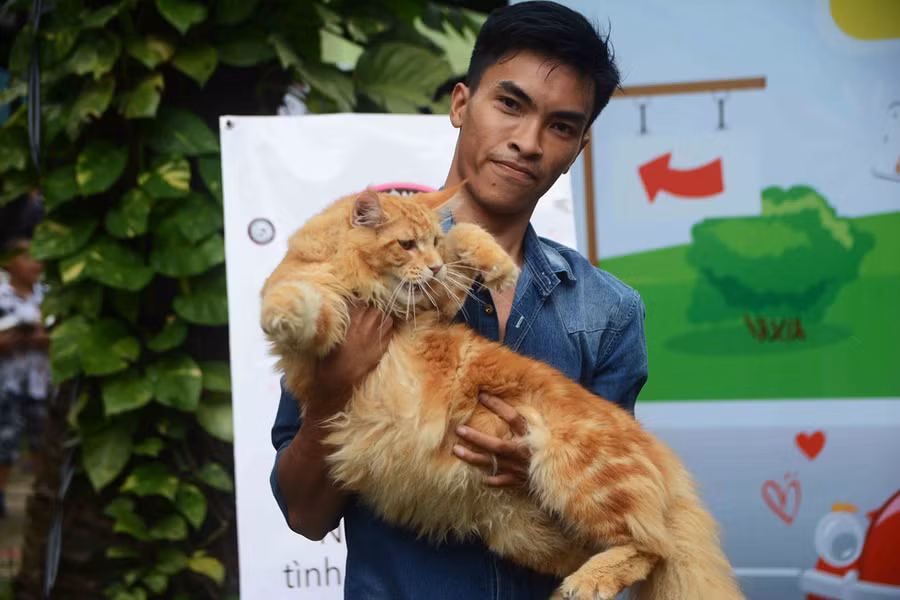 Người Sài Gòn đổ xô đi xem những con mèo nghìn USD - ảnh 6