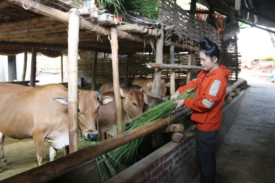 Nhờ chính sách của Đảng và Nhà nước trong việc hỗ trợ người dân phát triển kinh tế chị Hoa đã có cuộc sống sung túc. Nhờ chính sách của Đảng và Nhà nước trong việc hỗ trợ người dân phát triển kinh tế chị Hoa đã có cuộc sống sung túc.