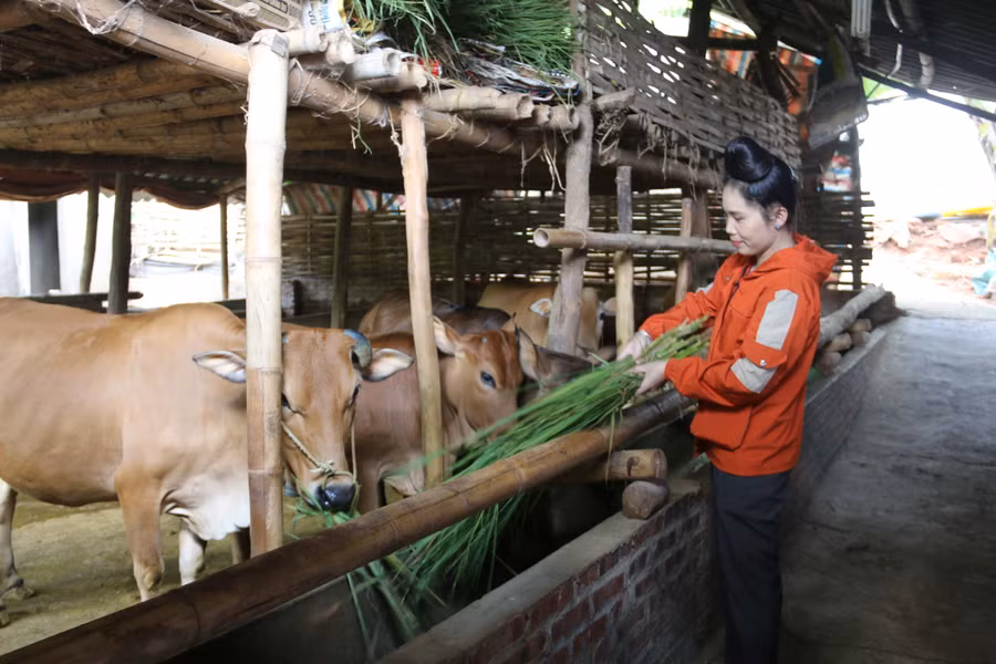 Nhờ chính sách của Đảng và Nhà nước trong việc hỗ trợ người dân phát triển kinh tế chị Hoa đã có cuộc sống sung túc.