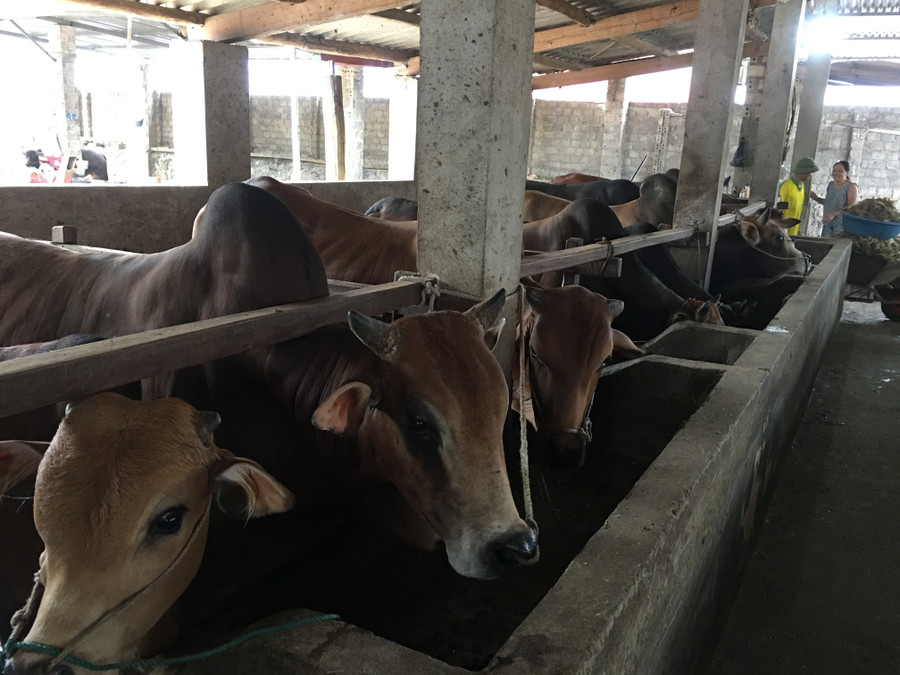 Nhờ cách chăm sóc tốt, đàn bò của chị Hoa đều béo ú. Nhờ cách chăm sóc tốt, đàn bò của chị Hoa đều béo ú.