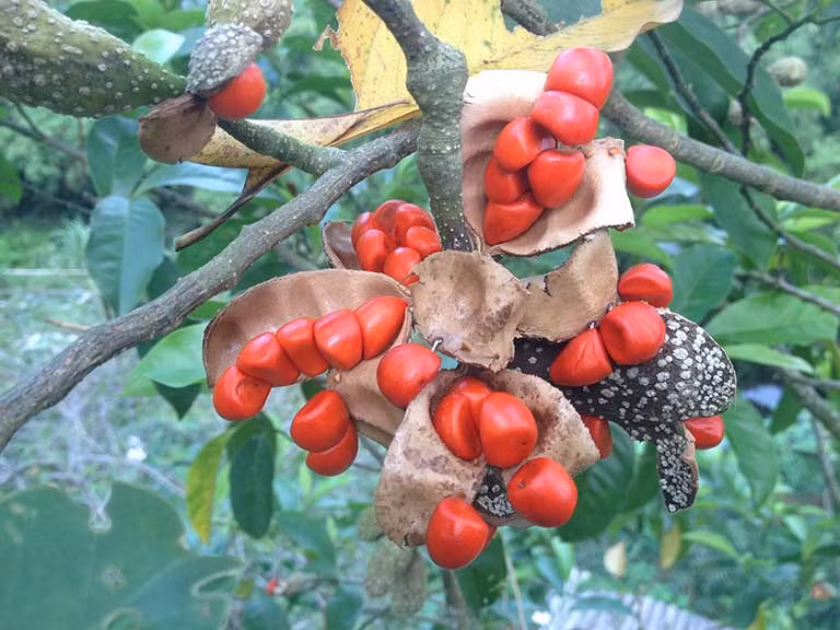 Giổi chanh là một trong những loài thảo dược chứa hoạt chất xua đuổi côn trùng rất hiệu quả.