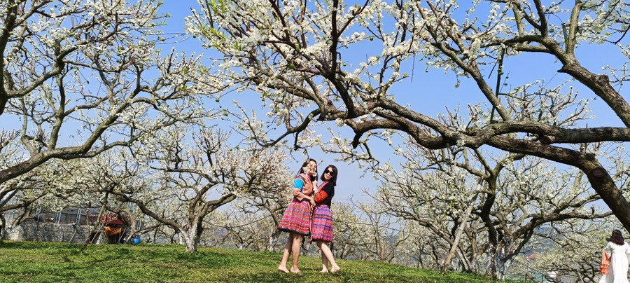 Du khách đến Mộc Châu thuê trang phục của đồng bào Mông chụp ảnh với hoa mận.