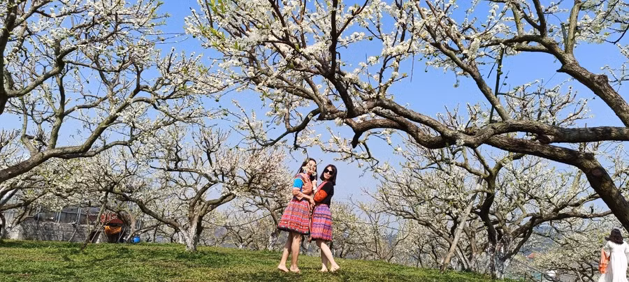 Du khách đến Mộc Châu thuê trang phục của đồng bào Mông chụp ảnh với hoa mận.