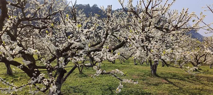 Vườn mận ở thung lũng Nà Ka nở trắng muốt.