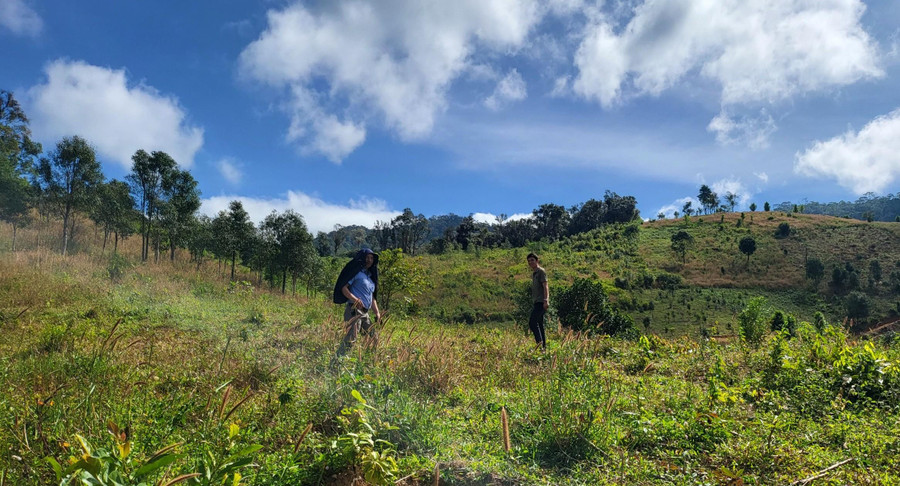 Nhiều diện tích rừng trồng tại huyện Tu Mơ Rông chết hàng loạt. Nhiều diện tích rừng trồng tại huyện Tu Mơ Rông chết hàng loạt.