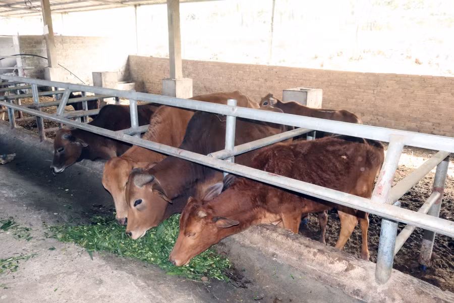 Đàn bò tại trang trại của ông Sương đang được cho ăn cỏ để vỗ béo.