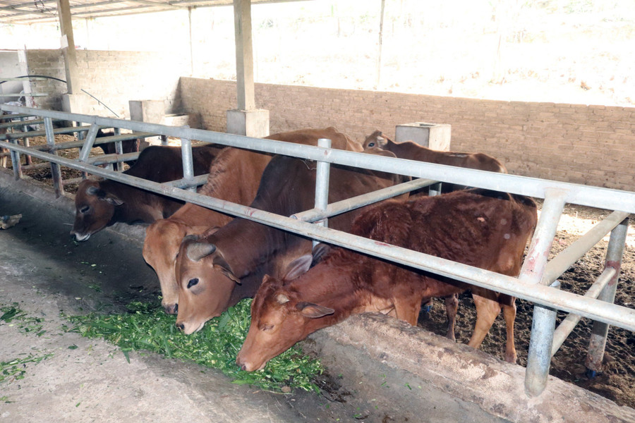 Đàn bò tại trang trại của ông Sương đang được cho ăn cỏ để vỗ béo.