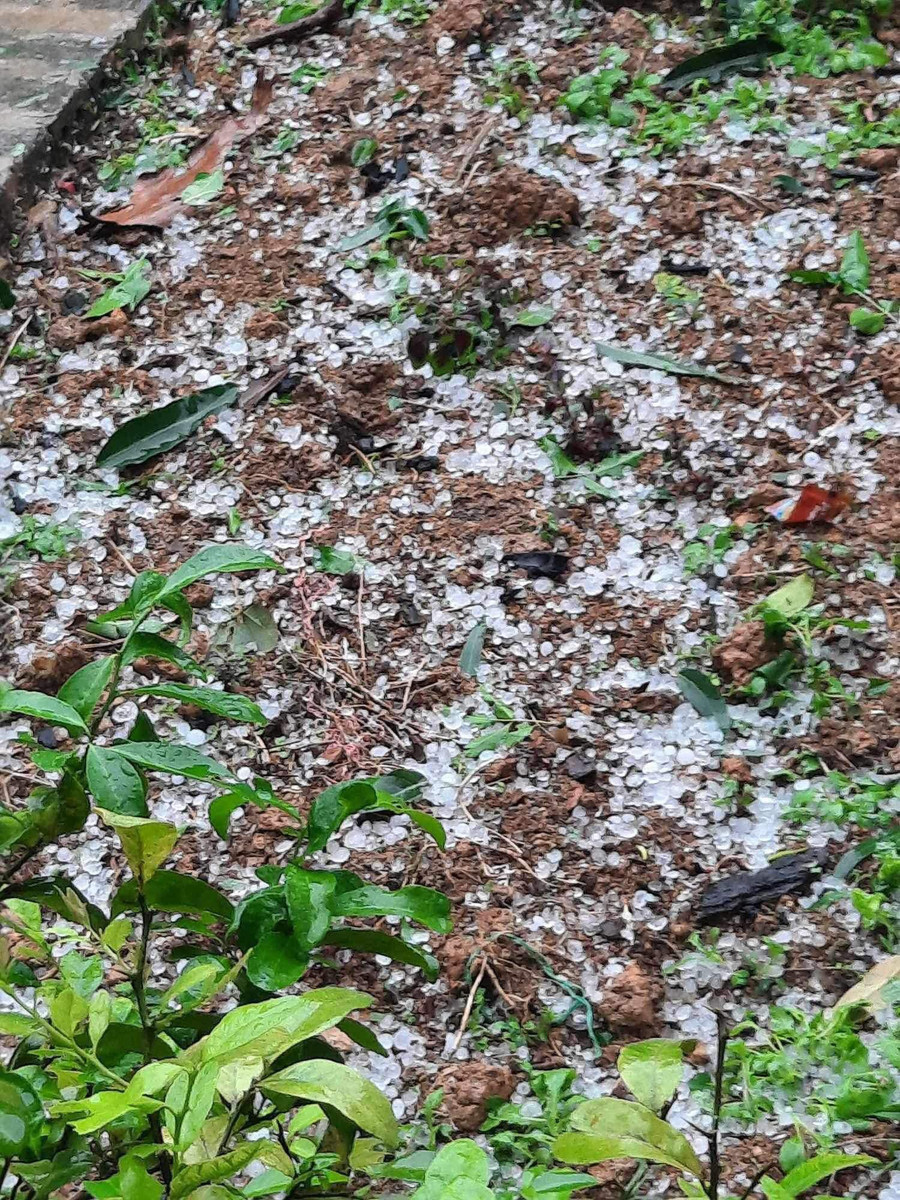 Hạt mưa đá to bằng ngón chân, gây hư hỏng mái nhà của người dân. Hạt mưa đá to bằng ngón chân, gây hư hỏng mái nhà của người dân.