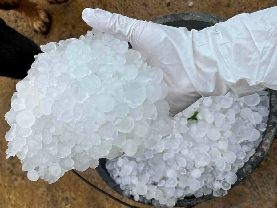 Mưa đá rơi trắng xoá tại Mộc Châu khiến người dân lo lắng cho vườn cây ăn quả. Mưa đá rơi trắng xoá tại Mộc Châu khiến người dân lo lắng cho vườn cây ăn quả.