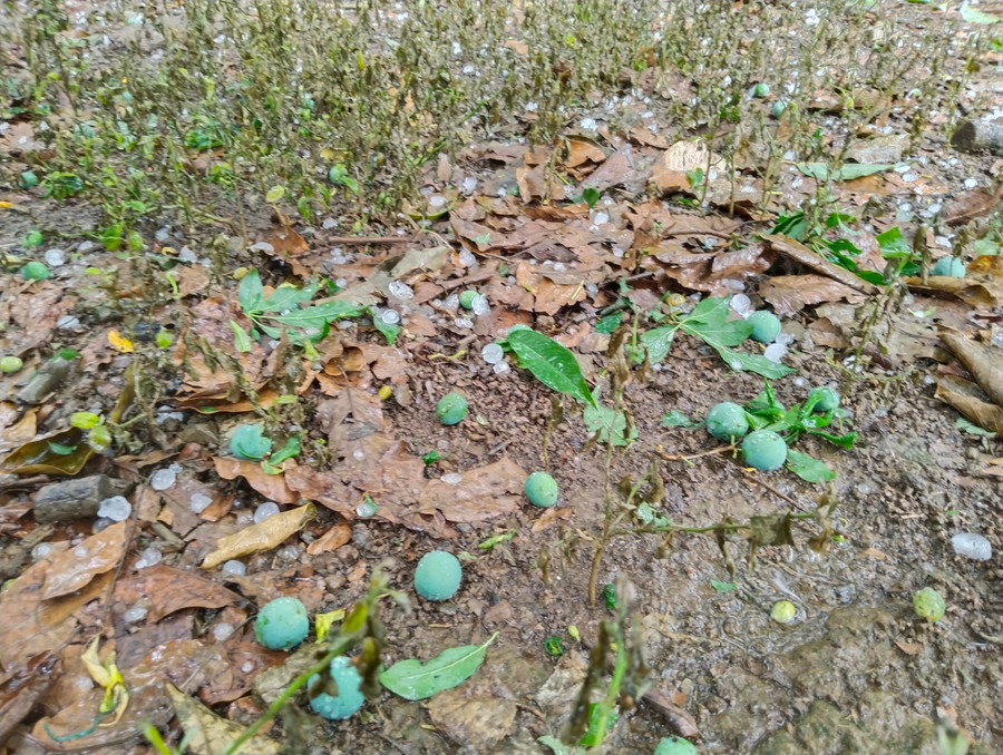 Mưa đá làm rụng mận của người dân ở bản Pa Khen 1. Mưa đá làm rụng mận của người dân ở bản Pa Khen 1.