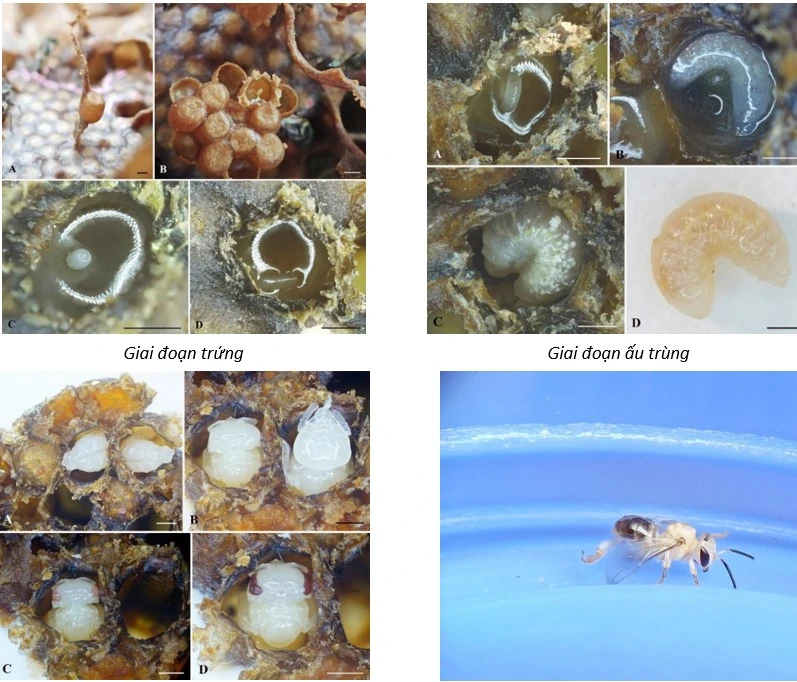 Ảnh các giai đoạn phát triển của loài Lepidotrigona flavibasis.