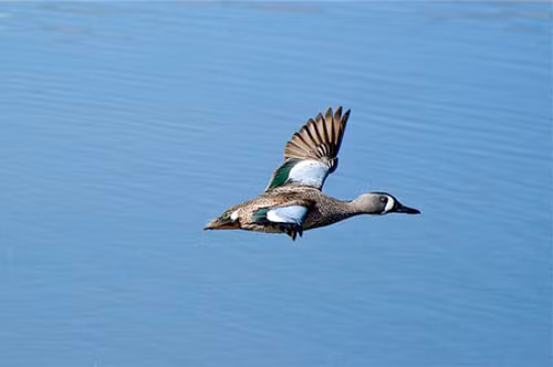 top 10 “ong hoang” toc do trong the gioi loai chim hinh anh 10