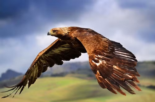 top 10 “ong hoang” toc do trong the gioi loai chim hinh anh 2