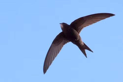 top 10 “ong hoang” toc do trong the gioi loai chim hinh anh 3