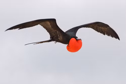 top 10 “ong hoang” toc do trong the gioi loai chim hinh anh 4