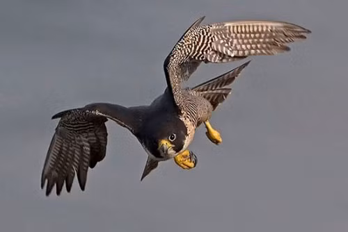 Top 10 "ông hoàng" tốc độ trong thế giới loài chim