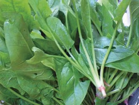 chống thiếu máu 