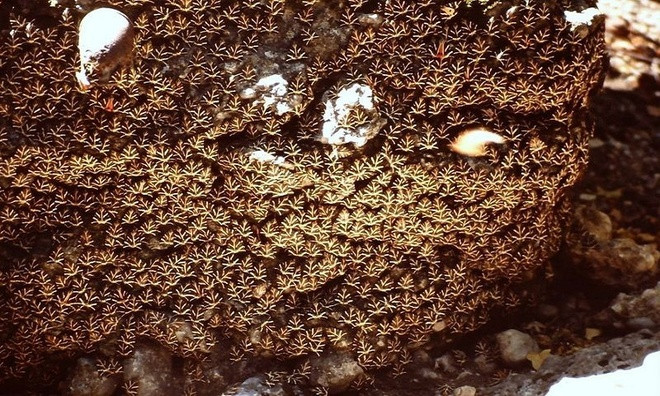 Kỳ lạ thung lũng bướm trên đảo Rhodes ảnh 4