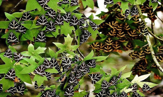 Kỳ lạ thung lũng bướm trên đảo Rhodes ảnh 3