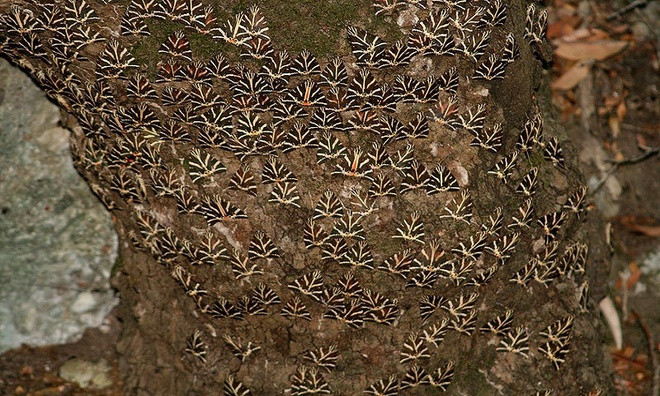 Kỳ lạ thung lũng bướm trên đảo Rhodes ảnh 2