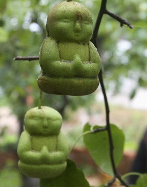 dua le than tai ban chay o viet nam hinh 1