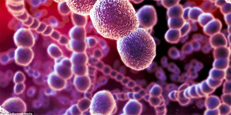 Vi khuẩn Streptococcus suis cư trú ở đường hô hấp trên, đặc biệt là tại mũi, đường tiêu hóa và sinh dục của lợn. Ảnh minh họa