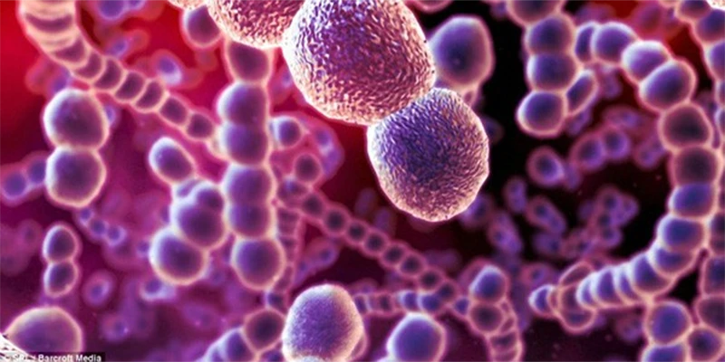 Vi khuẩn Streptococcus suis cư trú ở đường hô hấp trên, đặc biệt là tại mũi, đường tiêu hóa và sinh dục của lợn. Ảnh minh họa