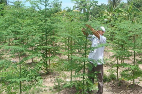 Những người ăn rau chùm ngây cần biết điều này - Ảnh 1 Nhung nguoi an rau chum ngay can biet dieu nay - Anh 1