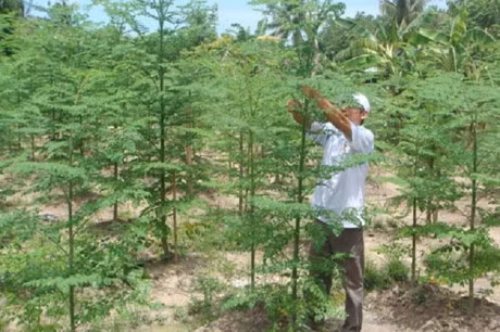 Nhung nguoi an rau chum ngay can biet dieu nay - Anh 1