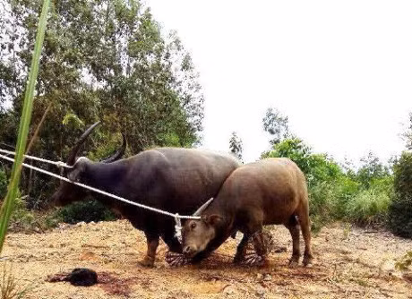 Tho san ke lai hanh trinh khuat phuc 2 trau dien tan cong nguoi - Anh 3