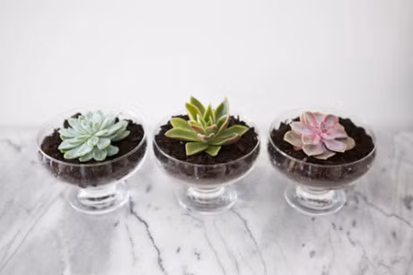 15 meo tuyet dinh giu hoa tuoi lau ma lai dep - Anh 5