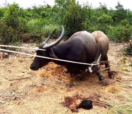 Tho san ke lai hanh trinh khuat phuc 2 trau dien tan cong nguoi - Anh 1