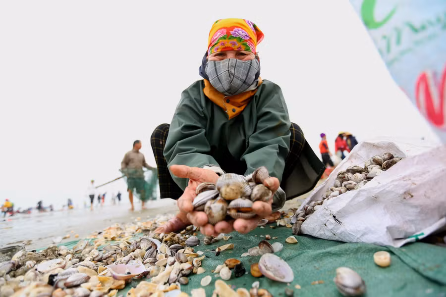 Đa số sò lông dạt vào bờ biển là sò sống, vỏ luôn mở ra và có thể nhìn thấy ruột bên trong. Ngoài sò lông, ngư dân còn bắt được sò mai, sò trạng... (Ảnh: Thu Nhường).