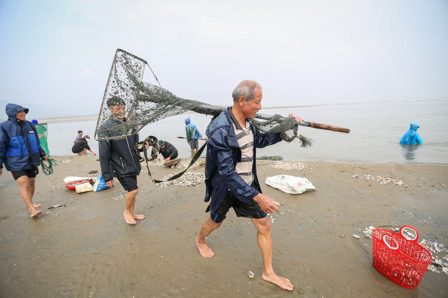 Ông Nguyễn Văn Hoàng (60 tuổi, xã Cương Gián, huyện Nghi Xuân) có kinh nghiệm hơn 30 làm nghề kéo lưới cho rằng, do biển động nhiều ngày nay nên mới có nhiều sò lông trôi dạt vào bờ như vậy. "Sò lông sống dưới lớp cát mỏng nên bị sóng đánh trôi dạt vào bờ", ông Hoàng nhận định. (Ảnh: Thu Nhường). Ông Nguyễn Văn Hoàng (60 tuổi, xã Cương Gián, huyện Nghi Xuân) có kinh nghiệm hơn 30 làm nghề kéo lưới cho rằng, do biển động nhiều ngày nay nên mới có nhiều sò lông trôi dạt vào bờ như vậy. "Sò lông sống dưới lớp cát mỏng nên bị sóng đánh trôi dạt vào bờ", ông Hoàng nhận định. (Ảnh: Thu Nhường).