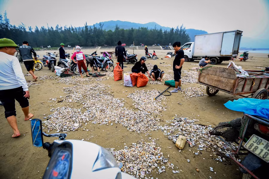 Sau khi được phân loại, thương lái thu mua cho ngư dân ngay tại bờ với giá 10.000 – 12.000 đồng/kg. Nếu làm năng suất mỗi gia đình có thể thu về 700.000 – 1.500.000 đồng/ngày. (Ảnh: Thu Nhường).