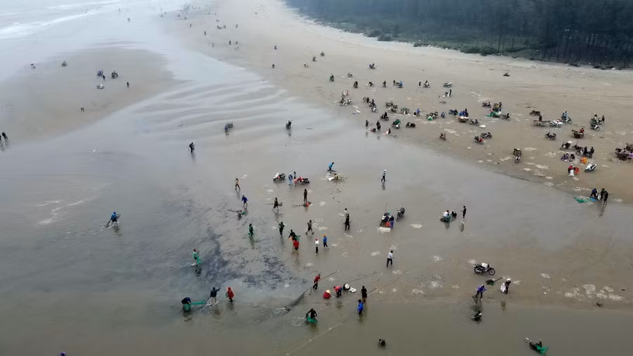 Hàng trăm người ngâm mình trong nước biển lạnh để vớt sò lông. (Ảnh: Thu Nhường).