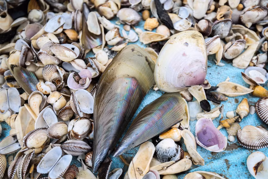 Dụng cụ của họ là vợt sắt dài 1,5m, gắn lưới dài khoảng 2m. Sau đó, ngư dân đi ra ngoài vùng biển sâu 60-80cm ngụp lặn xúc sò. (Ảnh: Thu Nhường).