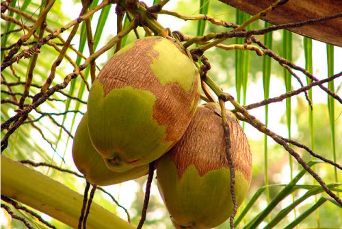 9 loại trái cây giúp giảm cân hiệu quả - Ảnh 8 9 loại trái cây giúp giảm cân hiệu quả - Ảnh 8