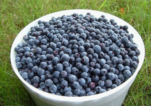 9 loại trái cây giúp giảm cân hiệu quả - Ảnh 3 9 loại trái cây giúp giảm cân hiệu quả - Ảnh 3