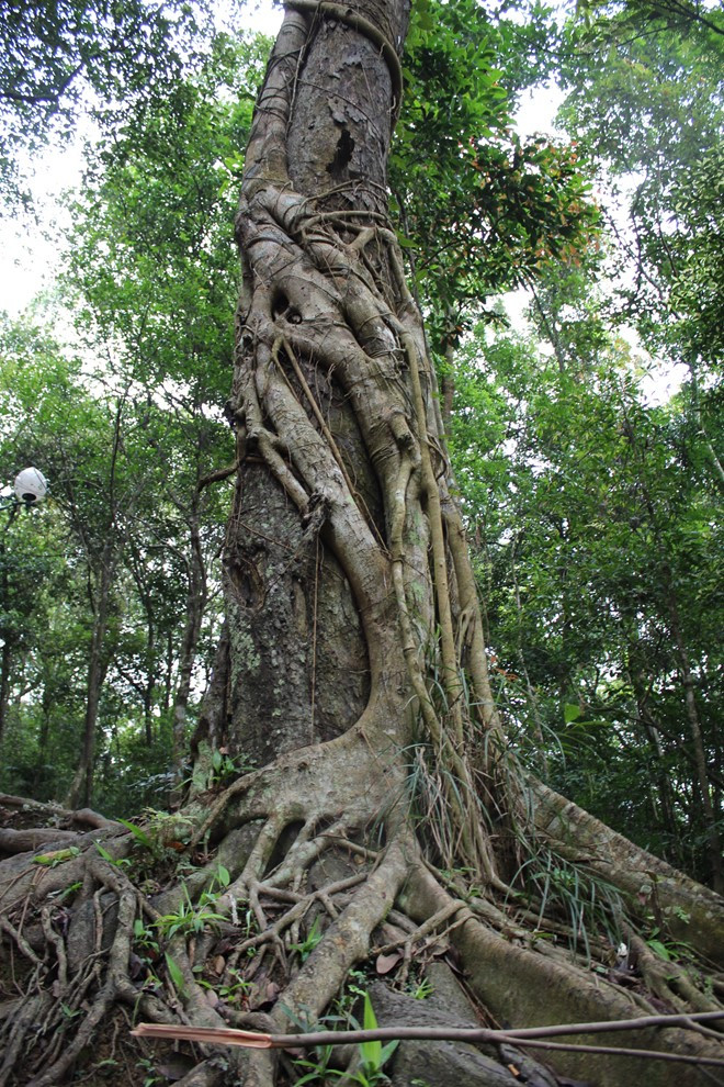 Thân cây Xích Tùng giờ đã trở thành thân cây đa