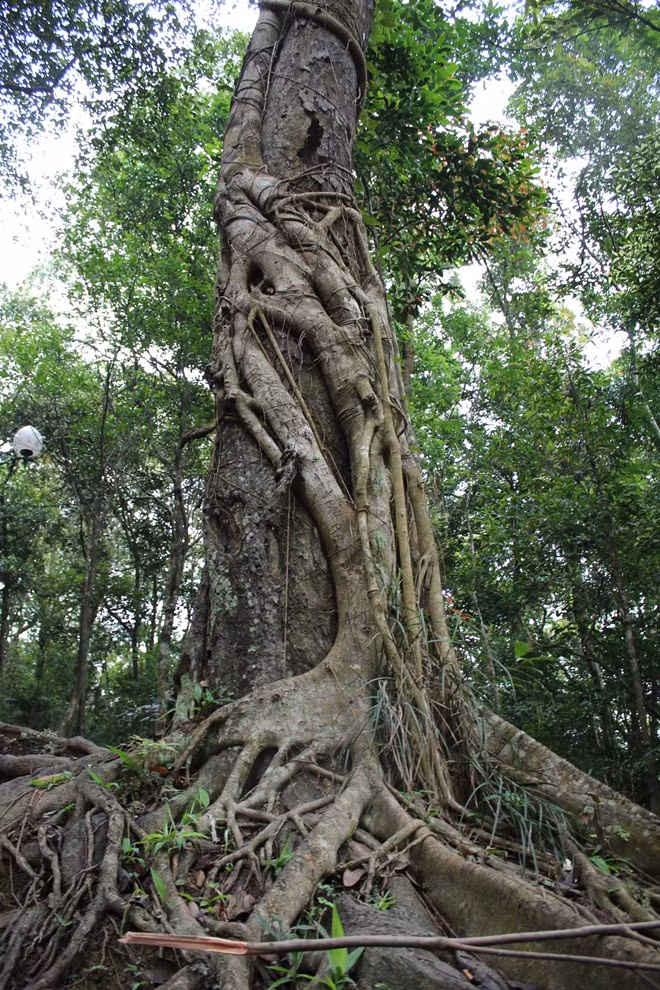 Thân cây Xích Tùng giờ đã trở thành thân cây đa