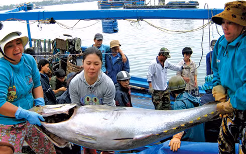 Giá cá ngừ đại dương xuống thấp, ngư dân lo lắng