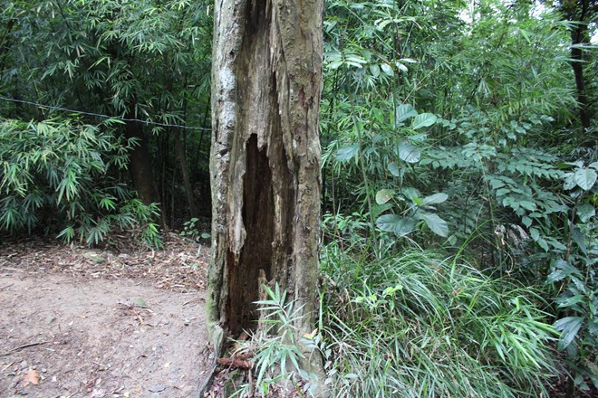 Cây Xích Tùng này đã bị hủy hoại hơn 1/2 thân gốc cây