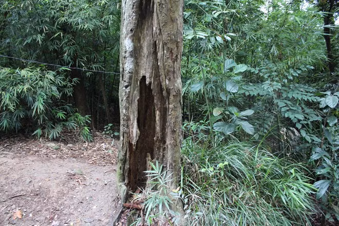 Cây Xích Tùng này đã bị hủy hoại hơn 1/2 thân gốc cây