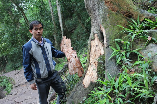 Một cây đại Xích Tùng bị mối ăn bật vỏ thân cây